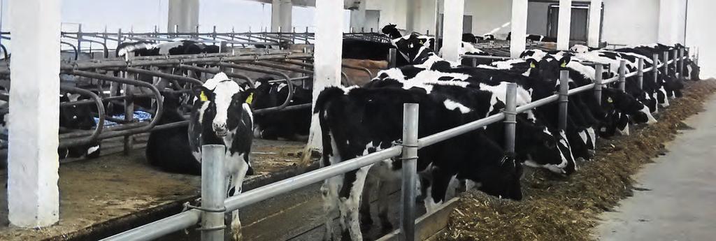 Die Agroholding Salessje, zu der auch der oben genannte Betrieb gehört, hat Ende 2012 einen Insolvenzbetrieb mit zurzeit 900 Kühen und 18 kg Melkdurchschnitt übernommen und baut jetzt eine neue