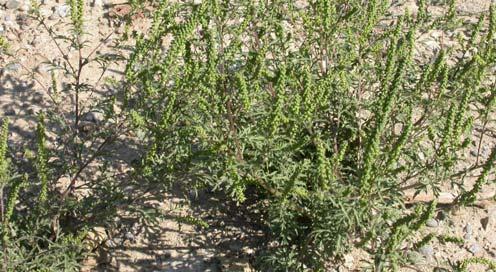 , Aufrechtes Traubenkraut, Ambrosia Aus Nordamerika eingeschleppte, leicht verwildernde Ruderalpflanze, deren durch menschliche Aktivitäten gefördert wird.