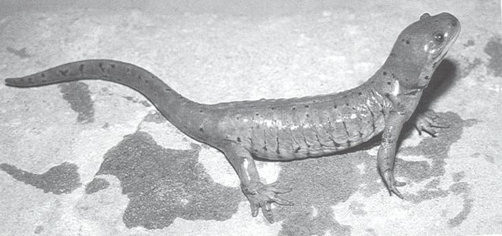 Tigersalamander (Ambystoma tigrinum) in
