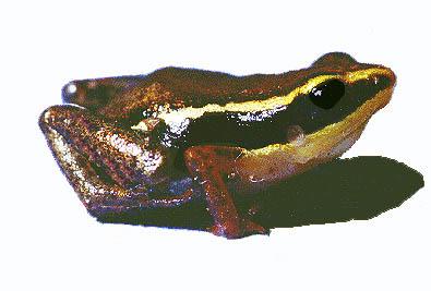 Eleutherodactylus