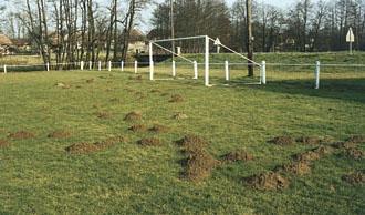 Schaden durch Maulwurfshügel Problem auf Sportrasenflächen Bei oberflächennahen
