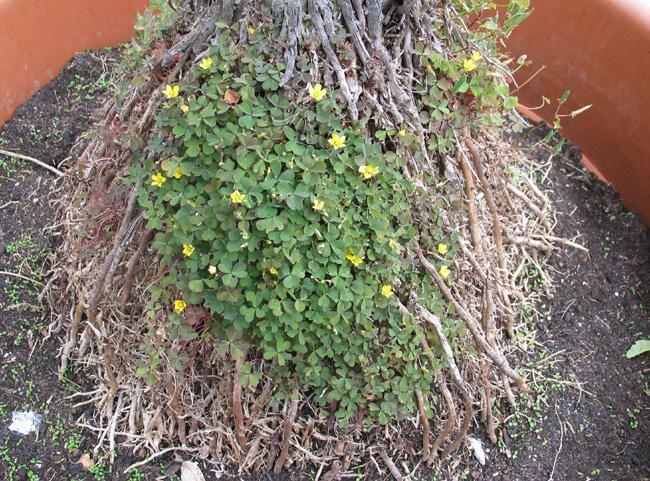 Neue Problemunkräuter Hornklee o. Hornfrüchtiger Sauerklee (Oxalis corniculata) ist ein zierliches Unkraut mit auffallender gelber Blüte.