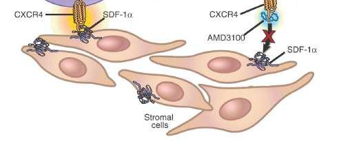 Plerixafor blocks the CXCR4/SDF-1α interaction, releasing stem cells from