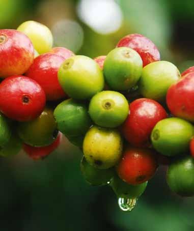 - Farmen erhielten für ihren Kaffee einen um 30 % höheren Preis als nichtzertifizierte Farmen TEE Kenia: Arbeiter auf