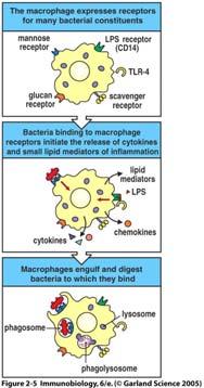 Makrophagen werden durch Pathogenkontakt aktiviert, nehmen diese auf und leiten eine Entzündungsreaktion