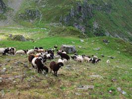 schlussendlich die Almdörfer von Außer- und Innergschlöss. Im Sommer weiden hier Kühe, Kälber und Galtvieh, aber auch Ziegen und Schafe. 3 Um den Albanstag (2.