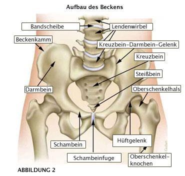Becken Anatomie Das