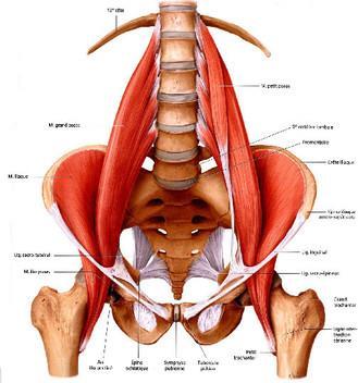 Gluteus maximus nach hinten anheben/aussenrotation C. Biceps femoralis Bein beugen D.