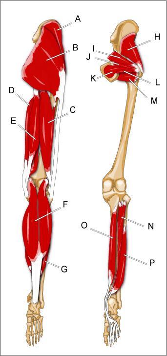 Gastrocnemius (Zweiköpfiger Wadenmuskel) G. Soleus H. Gluteus minimus I. Piriformis Aussenrotation, Bein abspreizen J.