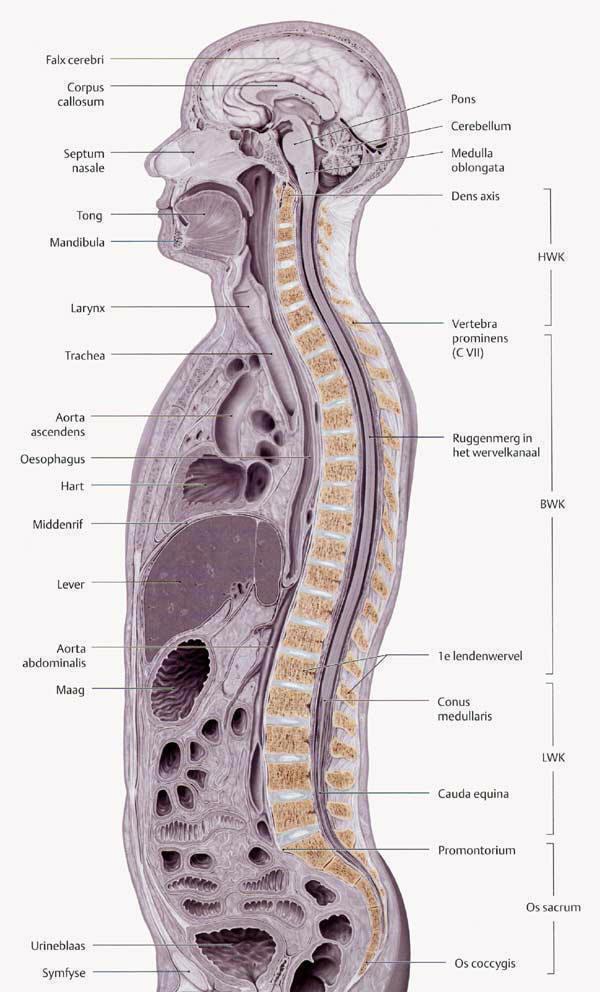 Wirbelsäule Anatomie Die gesunde Wirbelsäule mit ihrer Doppel-S-Kurve: 7 Halswirbel