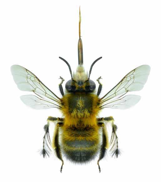 Die englische Originalausgabe erschien 2014 bei Ivy Press unter dem Titel The Bee.