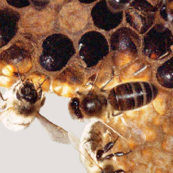 Virusinfektionen 134 KAPITEL 6 40 interessante Bienenarten