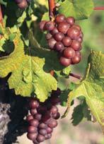Der Grauburgunder hat sich in kürzester Zeit zu einem Wein der gehobenen Klasse entwickelt.