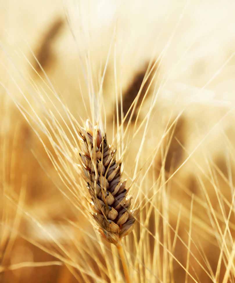 Ihr Getreideherbizid für Windhalm-Standorte* im Herbst Absolute M Gebindegrößen: 900-g-Dose I 4,5-kg-Kanister EINSATZGEBIETE.