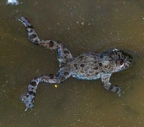 Wichtig sind aber auch naturnahe Landlebensräume, da Kammmolche die meiste Zeit außerhalb des Wassers verbringen.