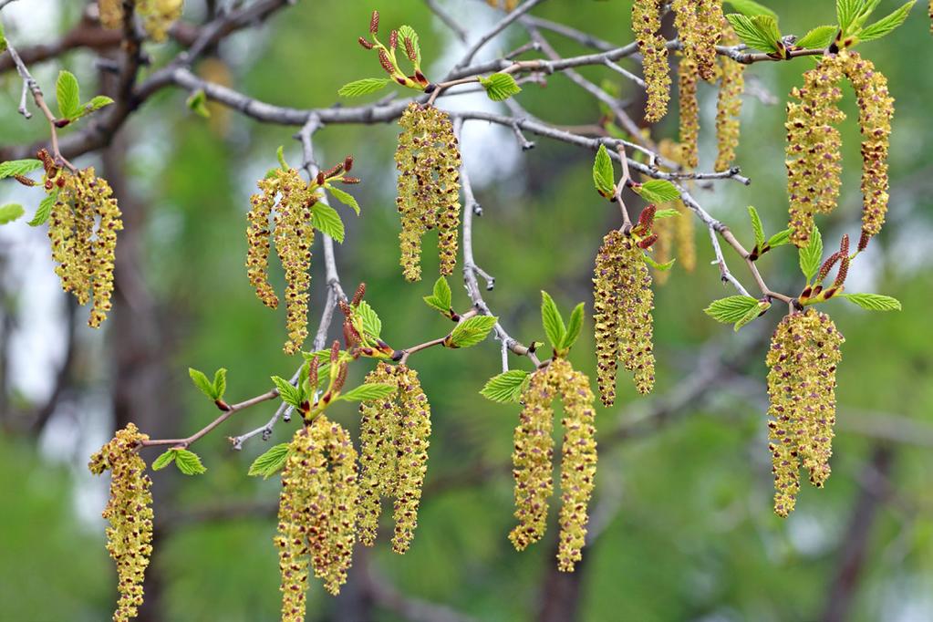 Das beginnt im Frühjahr mit Hasel und Erle. Im April und Mai sind es vor allem Birke, Eiche, Buche und Esche, die die Atemwege mit Pollen füllen.