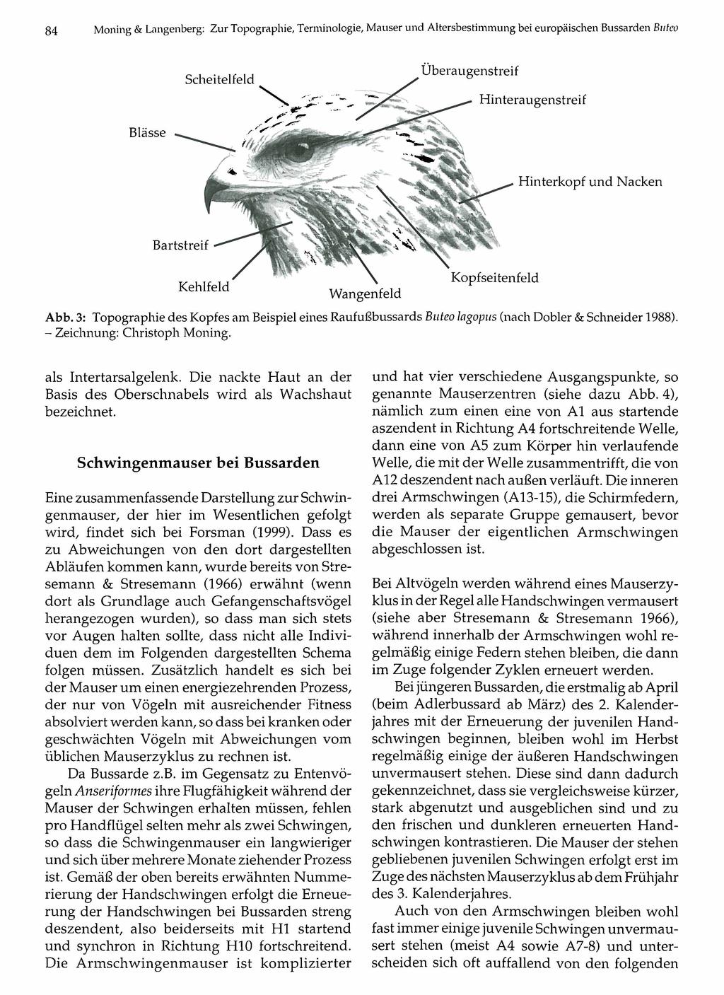 84 Ornithologische Gesellschaft Bayern, download Moning & Langenberg: Zur Topographie, Terminologie, M auserunter und www.biologiezentrum.