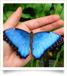 Morpho rhetenor Dieser südamerikanische Schmetterling mit dem klangvollen Namen Morpho rhetenor hat eine wunderbar blaue Färbung seiner Flügel.