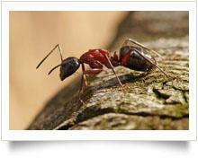 Ameisen Besonders erstaunliche Geschöpfe sind die Ameisen, denn sie gehören zu den härtesten Arbeitern im Tierreich.