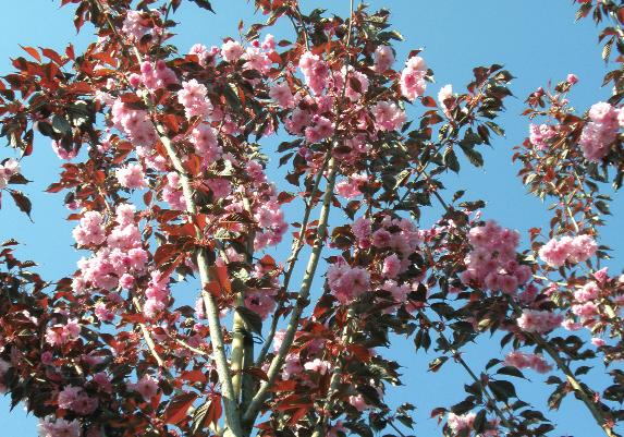 Blüte Prunus