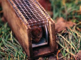 Fallenfang Effizient können Vertreter der Echten Mäuse (Muridae), der Wühlmäuse (Arvicolidae) sowie Spitzmäuse (Soricidae) mittels Lebendfallen gefangen werden.