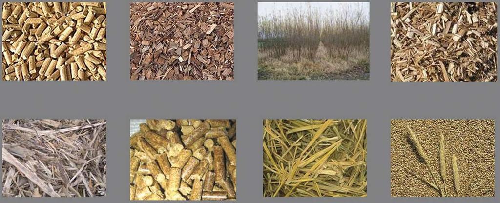 Biomasse - in großem Maß verfügbar Wir nutzen nur rund die Hälfte des Zuwachses!