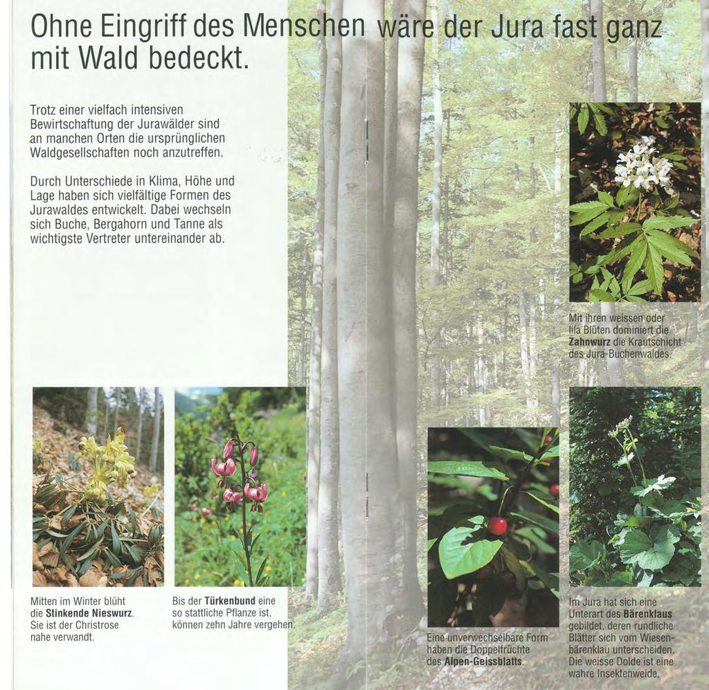 Ohne Eingriff des Mensch mit Wald bedeckt. Trotz einer vielfach intensiven Bewirtschaftung der Jurawalder sind an manchen Orten die ursprunglichen Waldgesellschaften noch anzutreffen.