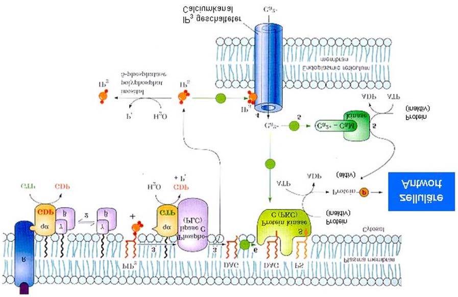 Die schrittweise Dephosphorylierung von IP 3 durch enzymkatalysierte Hydrolyse generiert Inositol und inaktiviert so diesen second messenger.
