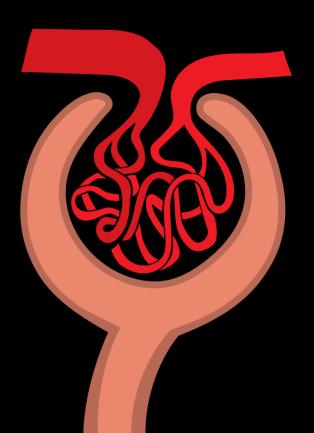 autoreguliert die GFR durch Modulation des Tonus von VA und VE Afferente Arteriole Efferente Arteriole