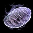 Zitrat Zitrat wird in Mitochondrien