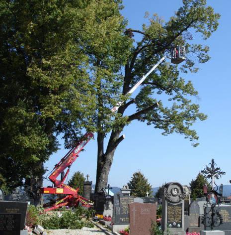 Schneller geht s nicht, wenn der Platz fehlt Das Abtragen von Bäumen mit Arbeitsbühnen ist erfahrungsgemäß die schnellste Möglichkeit, wenn man den Baum nicht fällen kann.