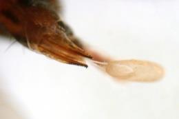 Biologie der Kirschessigfliege Nur gegen einen Schädling, den man kennt, kann man wirkungsvoll etwas tun von Petra Hönig, Sachgebiet Rebschutz und Rebphysiologie an der Bayerischen Landesanstalt für