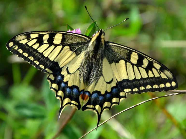 SCHMETTERLINGSWEG SCHWALBENSCHWANZ Bild: Mauro Seggiani Der Schwalbenschwanz (Papilio machaon) gehört der Familie der Ritterfalter (Papilionidae) an.
