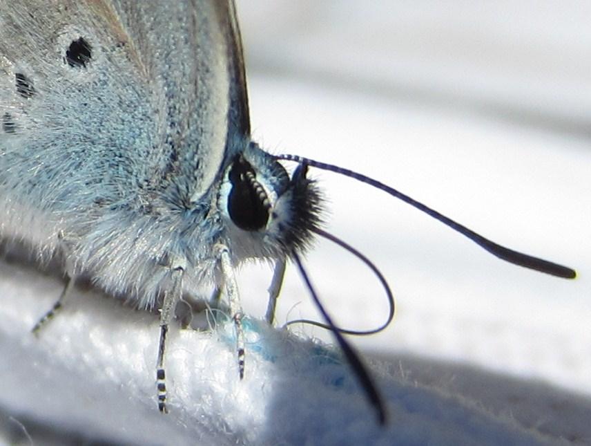 Flügelunterseite Die Männchen sind blau gefärbt, die