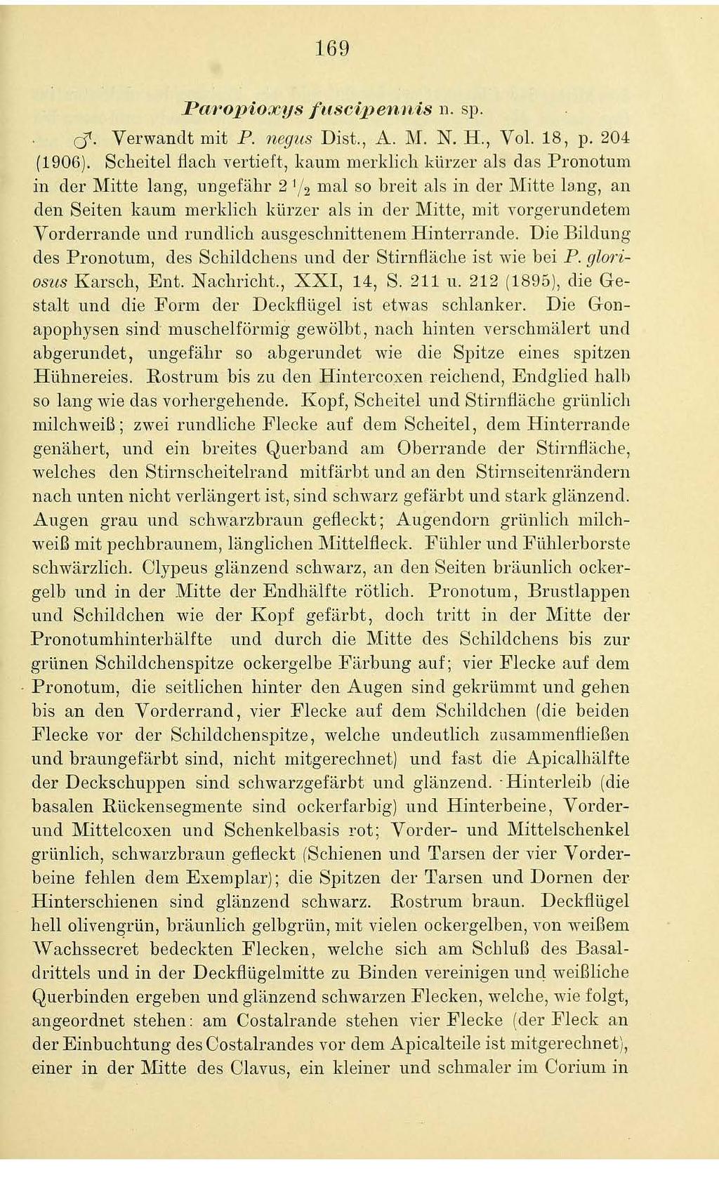 169 Pa1"01Jioxys fitsci1jen1tis 11. sp. cf. Verwancltmit P. 1iegits Dist., A. M. N. H., Vol.18, p. 204 (1906).