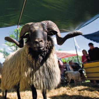 Mit jeder verlorenen Rasse geht auch ein wertvolles genetisches Potential verloren, ein unwiederbringlicher Verlust von Kulturgut, eine Verarmung des Landschaftsbildes.