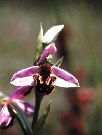 -4- Bienen-Ragwurz (Ophrys apifera) - Rote Liste Rheinland-Pfalz - : Im Gegensatz