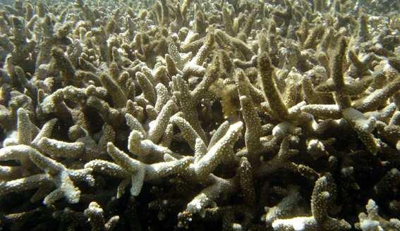 Korallenbleichen Steigende Wassertemperatur Abstoßung der Algen (Farbverlust!