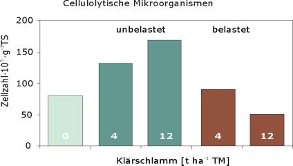Einfluss langjähriger Klärschlamm-Applikationen auf die Anzahl cellulolytischer Mikroorganismen Klär- schlamm- Menge t ha -1 a -1 Bodengehalte 13