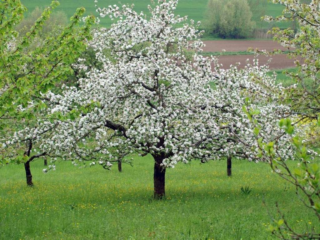 Obstbäume