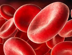 Weiterdenken: Wann sind Bluttransfusionen nötig? TRANSFUSION BLUT Regeneration Die roten Blutkörperchen haben eine Lebensdauer von rund 100 Tagen.