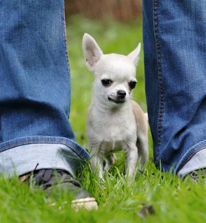 16 Kleiner Hund, große Talente Beim Erlernen neuer Tricks möchte Tobi, der Denker, angemessen belohnt werden.