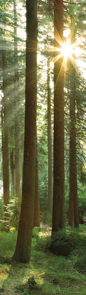 Holzarten / Lasuren Innengestaltung: Faszination Holz Nadelhölzer Lasurtöne (Auszug) Ausschließlich ausgesuchte und gut abgelagerte Holzqualitäten aus nachhaltiger Forstwirtschaft werden bei der