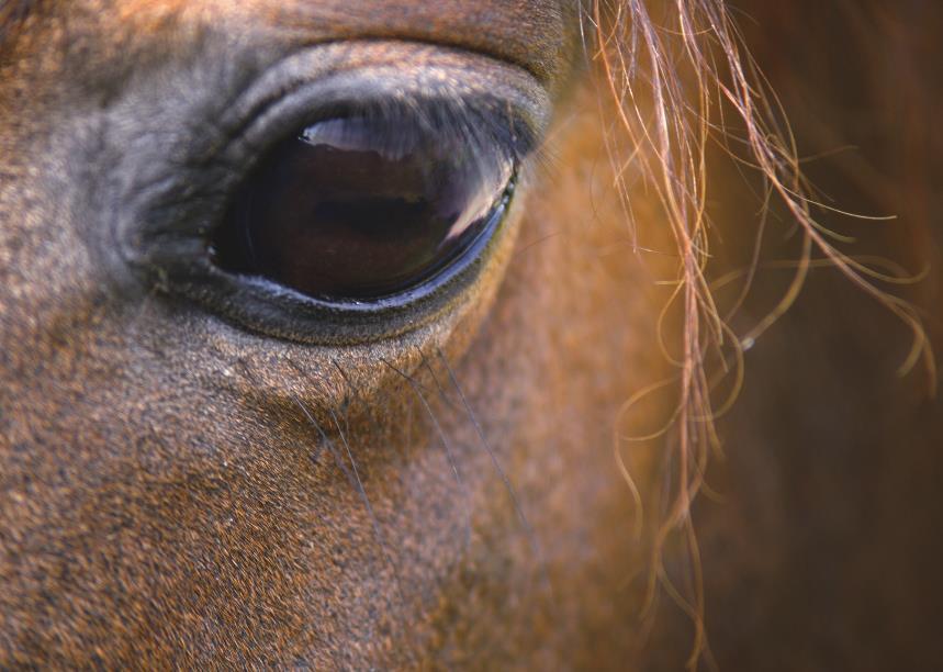 Haupttitel Schweizerischer Verband für Pferdesport Rückgrat der verschiedenen Disziplinen Verbände im Pferdesport Anliegen von Pferd und Pferdesportler bietet Mitgliedverbänden Dienstleistungen an