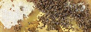 Laut dem Deutschen Bienen Monitoring, das von den deutschen Bieneninstituten seit 2004 durchgeführt wird, sind die meisten Völkerverluste auf unzureichende Bekämpfung der Varroamilbe