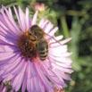Haselnusssträucher und Weiden sind die ersten und somit sehr wichtigen Pollenspender im Frühjahr.