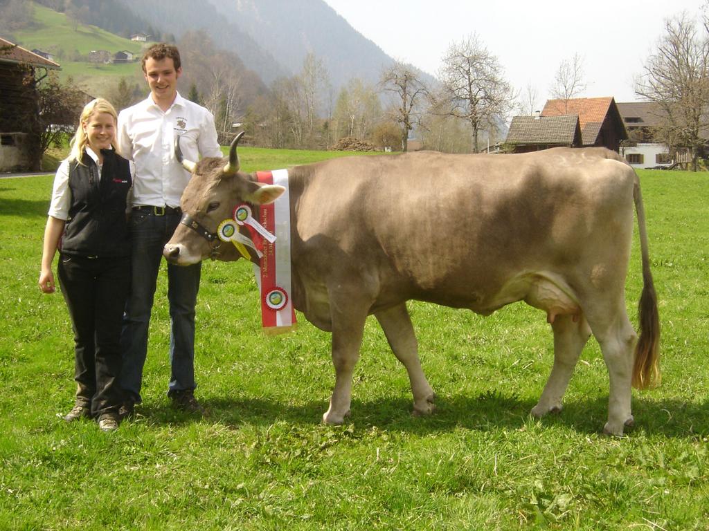 Prämierungen in Vorarlberg Grundsätzlich hat jeder Original Braunviehzüchter die Möglichkeit, seine Tiere bei der Bezirksviehausstellung vorzustellen.