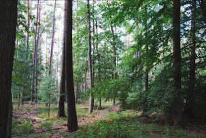 Fotodokumentation Kiefern-Stroben-Forst mit geringem Laubholzanteil