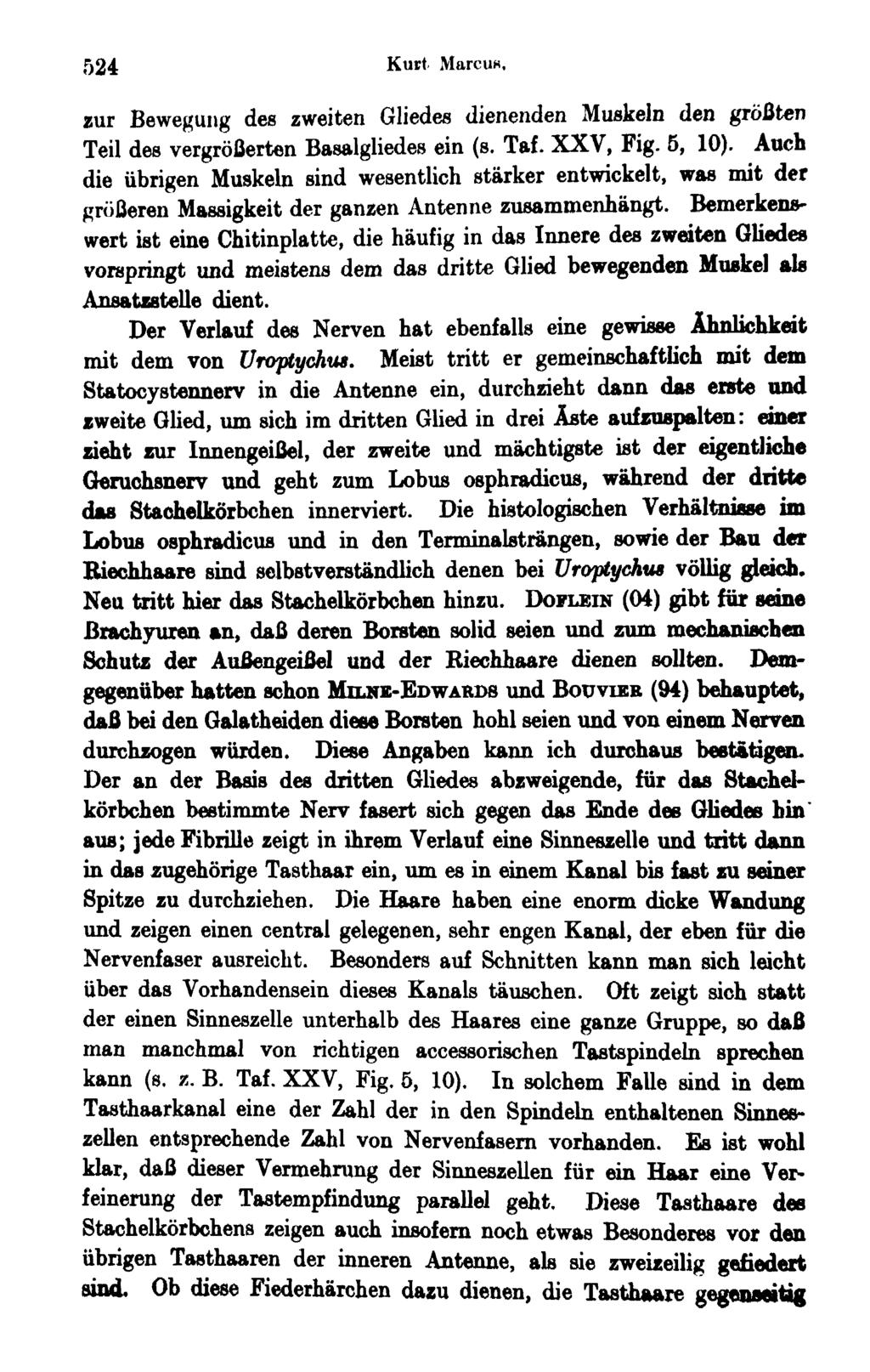 524 Kurt MarcuH, zur Bewegung des zweiten Gliedes dienenden Muskeln den größten Teil des vergrößerten Basalgliedes ein (s. Taf. XXV, Fig. 5, 10).
