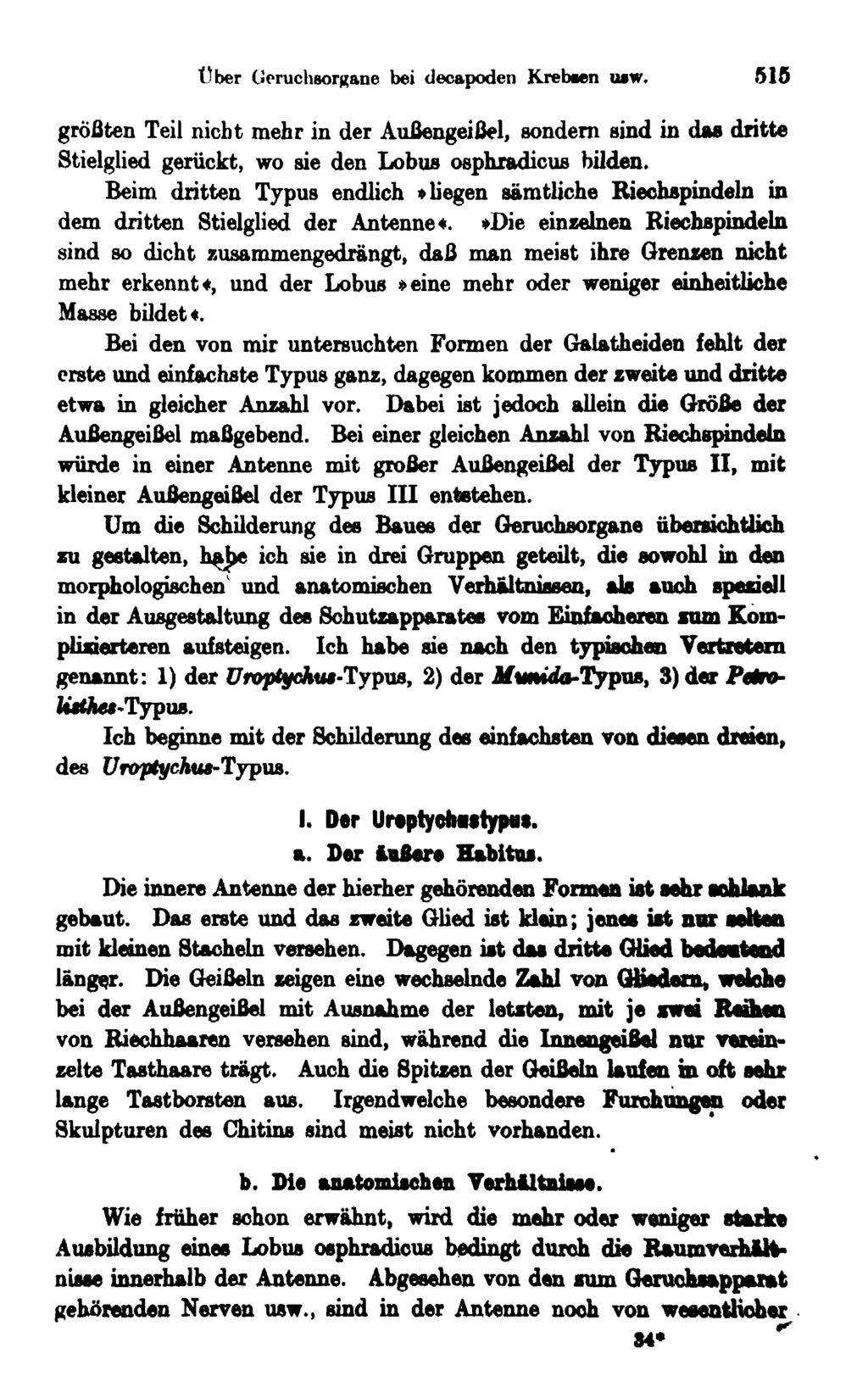 Über GcruchsorKane bei decapoden Kretwen u»w. 515 größten Teil nicht mehr in der Außengeißel, sondern sind in das dritte Stielglied gerückt, wo sie den Lobus osphradicus bilden.